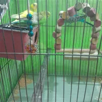 فروش سه سه عدد مرغ عشق سالم