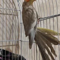 عروس هلندی|پرنده|قرچک, شهرک طلائیه|دیوار