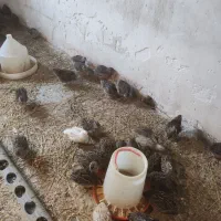 بلدرچین بالغ