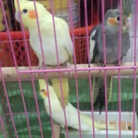 جوجه عروس هلندی ۳عدد