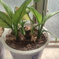 گل طبیعی چندجوربایک عددسینی|گل و گیاه طبیعی|کرمانشاه, |دیوار