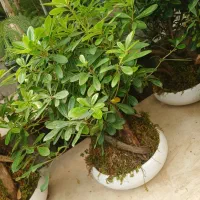 نمایشگاه و گالری کافه گل واقع در ورنامخواست