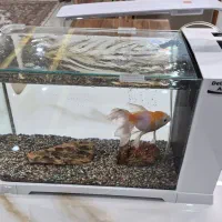 آکواریوم|ماهی|شهرکرد, |دیوار