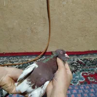 کبوتر|پرنده|آزادشهر, |دیوار