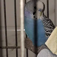 مرغ عشق انگلیسی سر حال نر