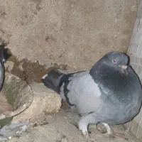 نرو ماده پر
