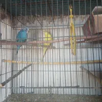 مرغ عشق، فنچ ،عروسی هلندی
