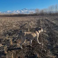 سگ سرابی ماده از7 نسل اصیل|سگ|مشگین شهر, |دیوار