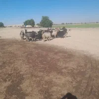 بز داشت ۹جفت|حیوانات مزرعه|اندیمشک, |دیوار