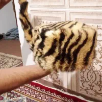 سلام کلاه روسی شال دار