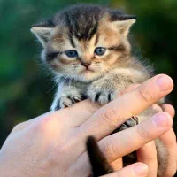 اسکاتیش بریتیش ماده بچه