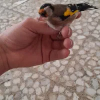 تعدادی سهره کهنه قفس