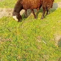 بره نر|حیوانات مزرعه|ارومیه, |دیوار