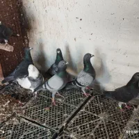 کبوتر پلاکی|پرنده|جم, |دیوار