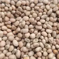 لوبیا جیرفتی|خوردنی و آشامیدنی|کهنوج, |دیوار