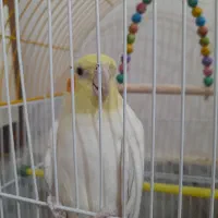 عروس هلندی نر