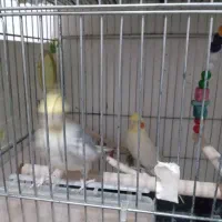 تعدادی عروس هلندی|پرنده|فردیس, سرحد آباد|دیوار