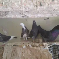 کبوترترونی،اصفهانی