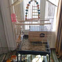 عروس هلندی البینو است