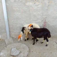 دو عدد عتیقه