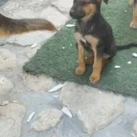 توله ژرمن اصیل|سگ|تهران, سوهانک|دیوار