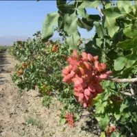 باغ پسته با یک ساعت آب