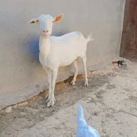 بز سانن با دوتا بزقاله زایمان چهاروم