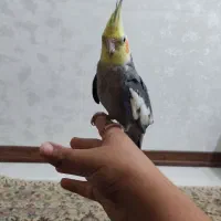 عروس هلندی نر|پرنده|اهواز, کوی بشارت|دیوار