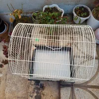 قفس پرنده|لوازم جانبی حیوانات|سبزوار, رضوی|دیوار