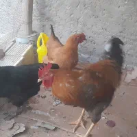 مرغ و خروس|حیوانات مزرعه|اصفهان, ارداجی|دیوار