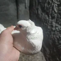 کبوتر لوتی|پرنده|تبریز, |دیوار