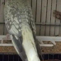 عروس هلندی ماده