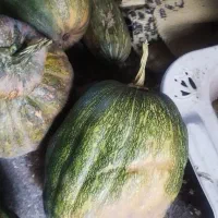 کدو|گل و گیاه طبیعی|دهدشت, |دیوار