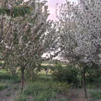 باغ-میوه