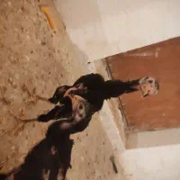 تخم نطفه دار اوشامو