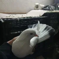 کفتر پرشی غریب گیری|پرنده|گلستان (تهران), |دیوار