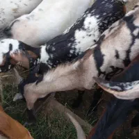 کهره و بره و بز نزار و گوسفند|حیوانات مزرعه|بندرعباس, |دیوار