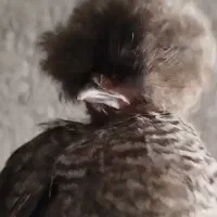 جوجه محلی و کاکلی و سلطان