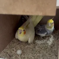 عروس هلندی|پرنده|شوشتر, |دیوار