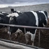 گوساله کشتاری سرک دار