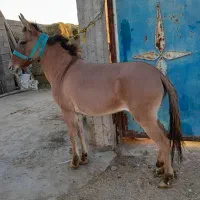 یک راس قاطرماچه جوان سرحال سواری وباری  بسیار اصیل|حیوانات مزرعه|شیراز, شریف‌آباد|دیوار