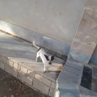 یک عدد سگ نر|سگ|برخوار, |دیوار