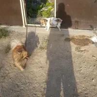 سگ پاکوتاه پاپیلون