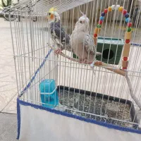 عروس هلندی