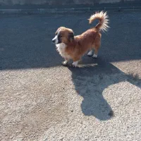 سگ پا کوتاه