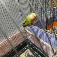 جوجه طوطی برزیلی