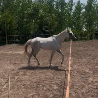 اسب عرب ایرانی