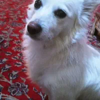 دنبال این سگ هستم