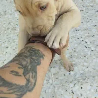 سگ پیتبول|سگ|شیراز, ستارخان|دیوار