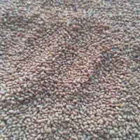 بذر یونجه مهندس موسوی|خدمات باغبانی و درختکاری|بندرعباس, |دیوار